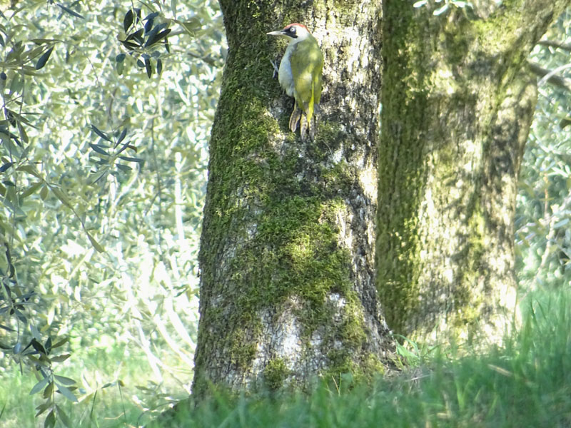 Picus viridis - Picidae (accoppiamento )